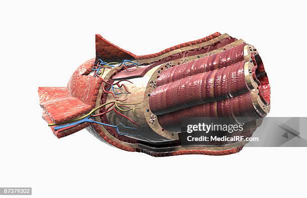 digestive tube histology - mesenteric vein stock illustrations