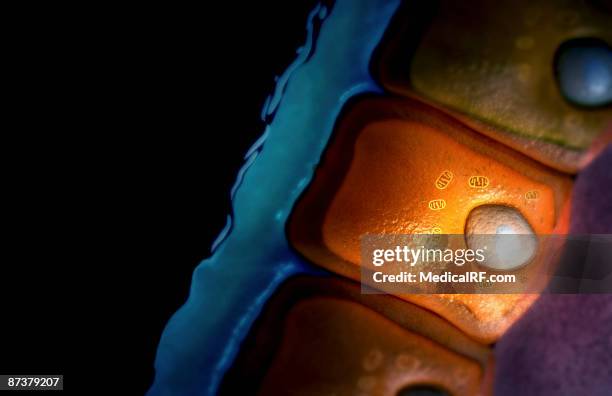 mucous cell - mukoviszidose stock-grafiken, -clipart, -cartoons und -symbole