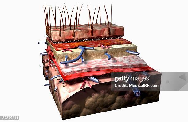 stockillustraties, clipart, cartoons en iconen met sectional anatomy of the scalp - hard hersenvlies