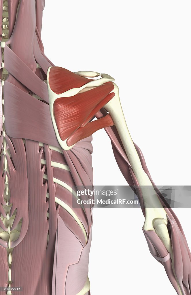 Rotator Cuff Muscles High-Res Vector Graphic - Getty Images