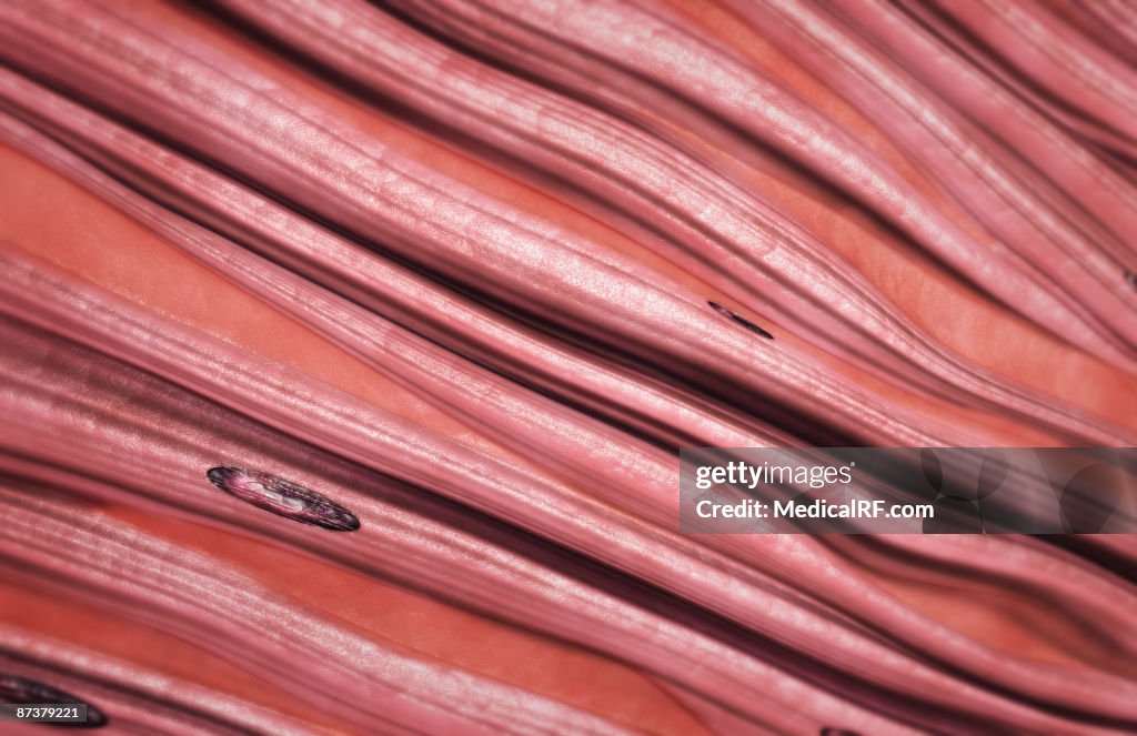 Dense regular connective tissue