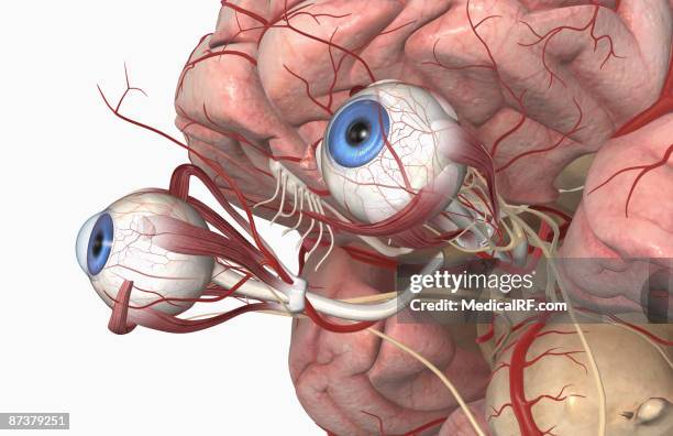 the arteries of the brain and eyes - oculomotor nerve stock illustrations