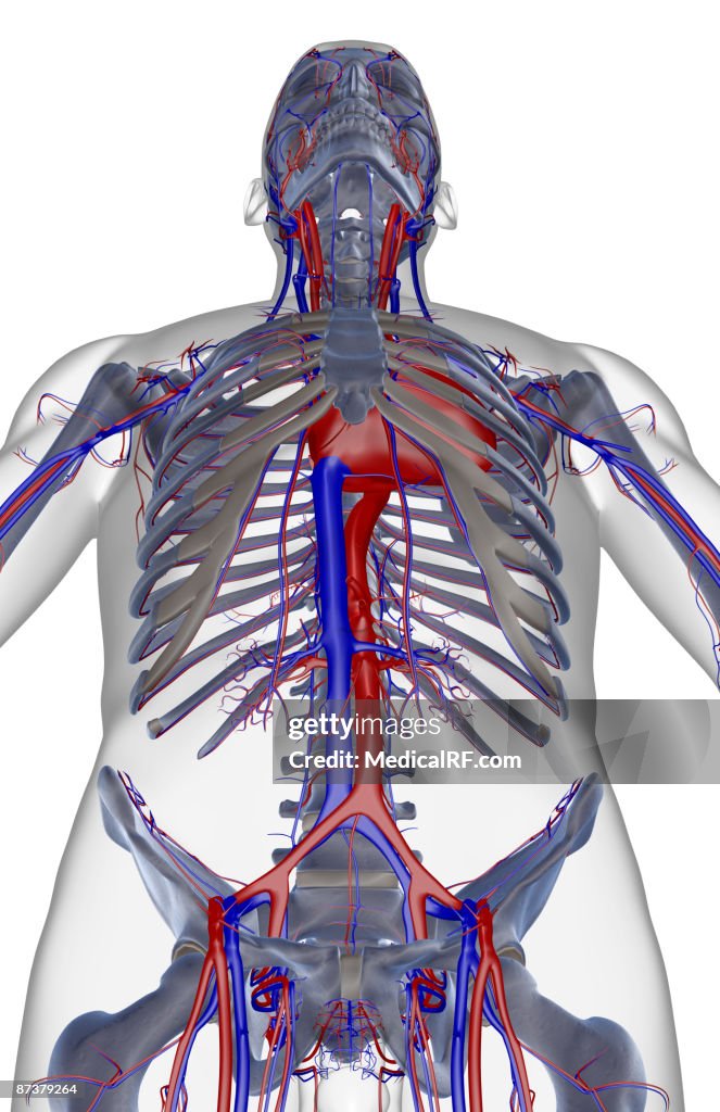 The blood supply of the upper body