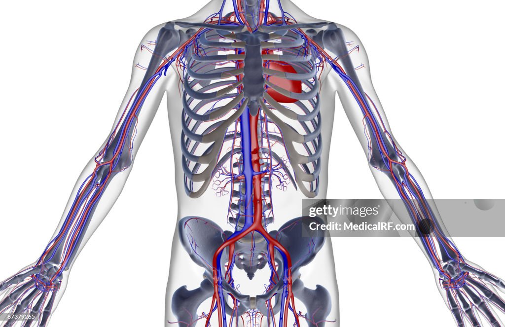 The blood supply of the trunk