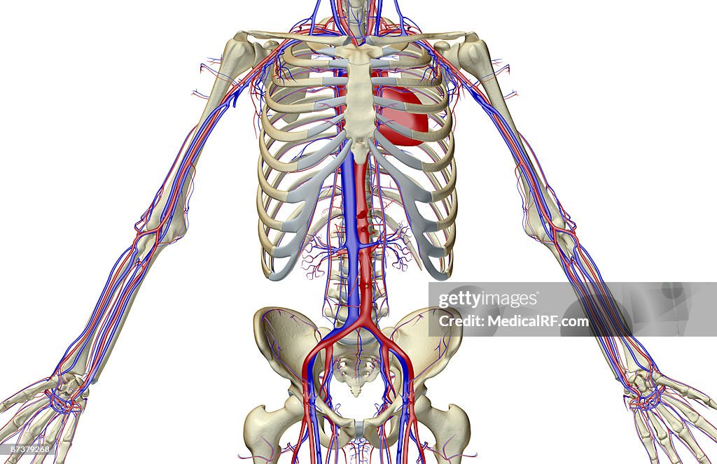 The blood supply of the trunk