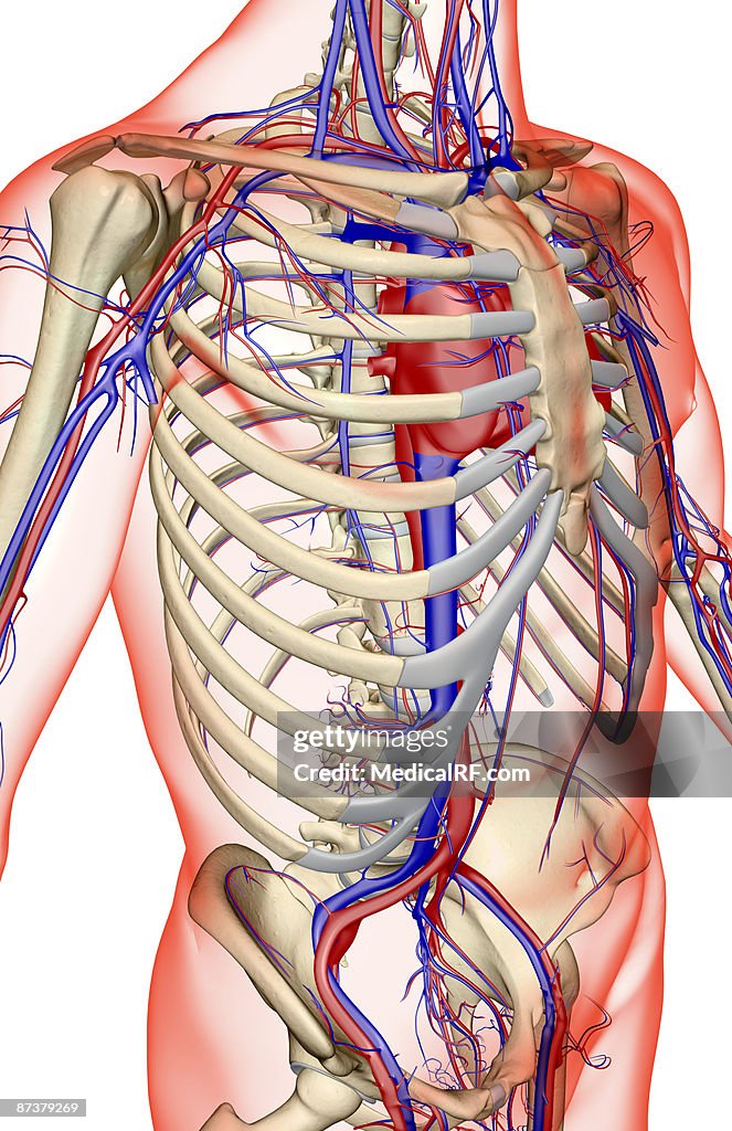 The blood supply of the trunk