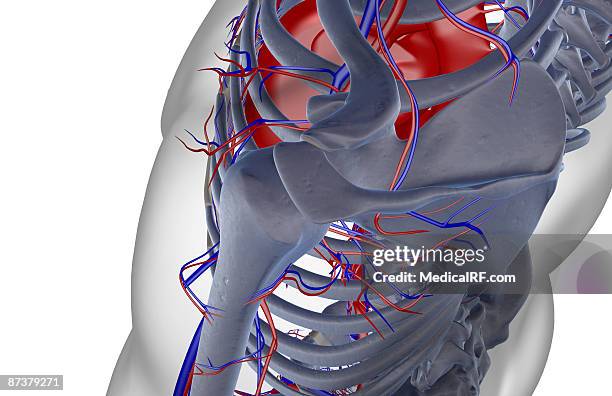 The Blood Supply Of The Shoulder, 照片檔