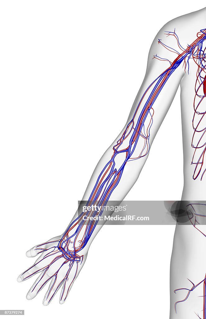 The blood supply of the upper limb