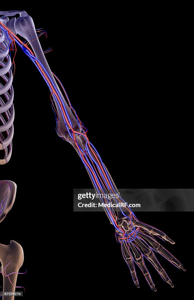 The blood supply of the upper limb
