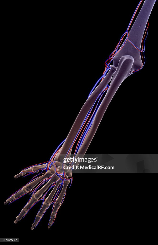 The blood supply of the forearm