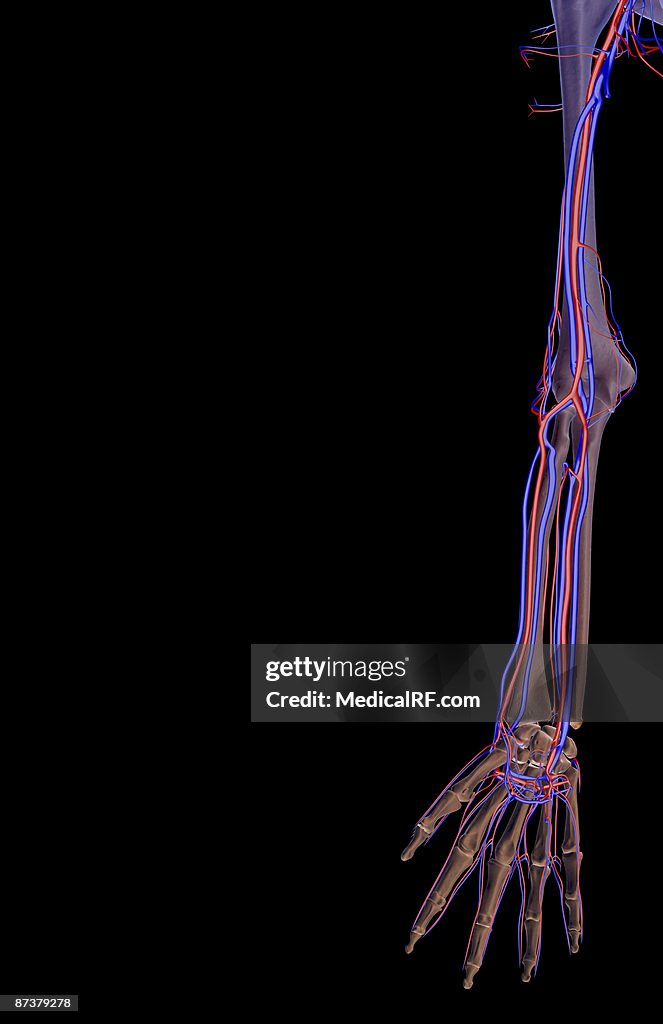 The blood supply of the upper limb