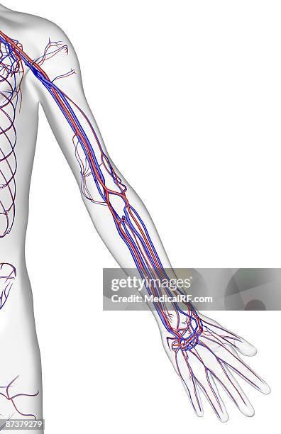 ilustraciones, imágenes clip art, dibujos animados e iconos de stock de the blood supply of the upper limb - arteria radial