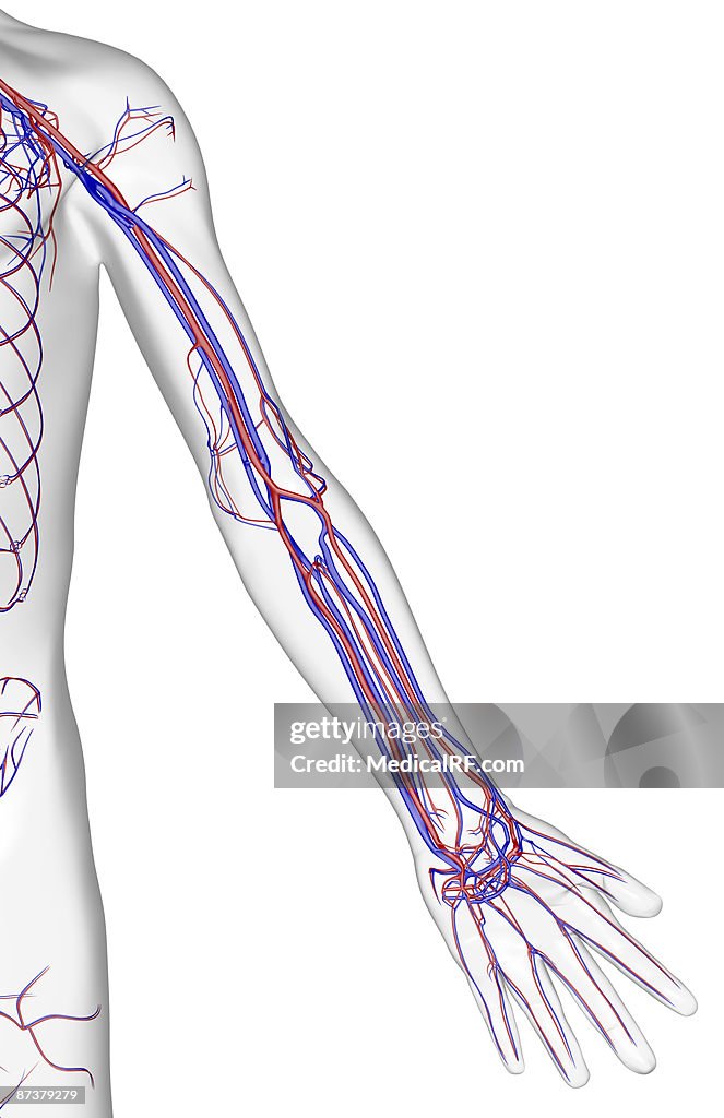 The blood supply of the upper limb