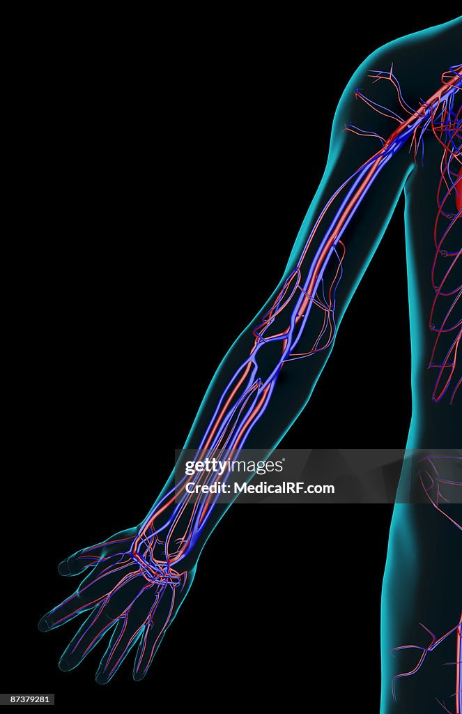 The blood supply of the upper limb