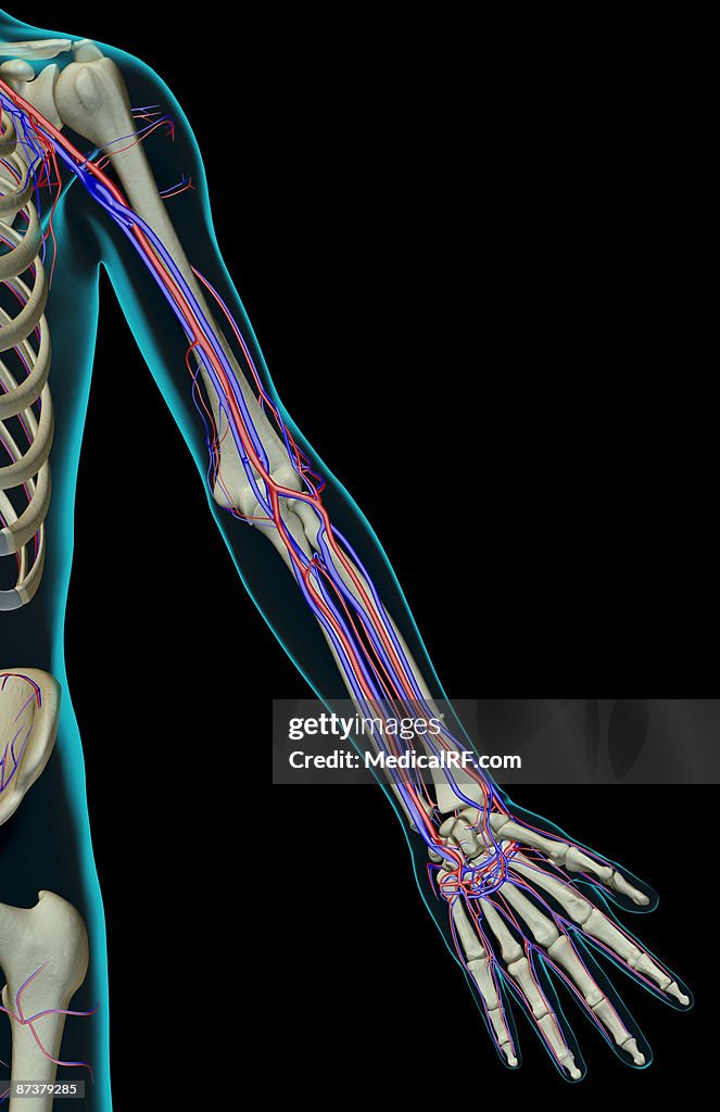 The blood supply of the upper limb