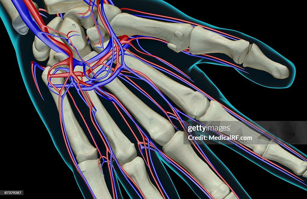 The blood supply of the hand