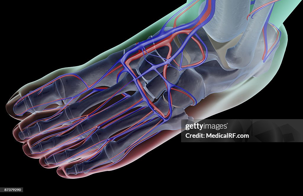 The blood supply of the foot