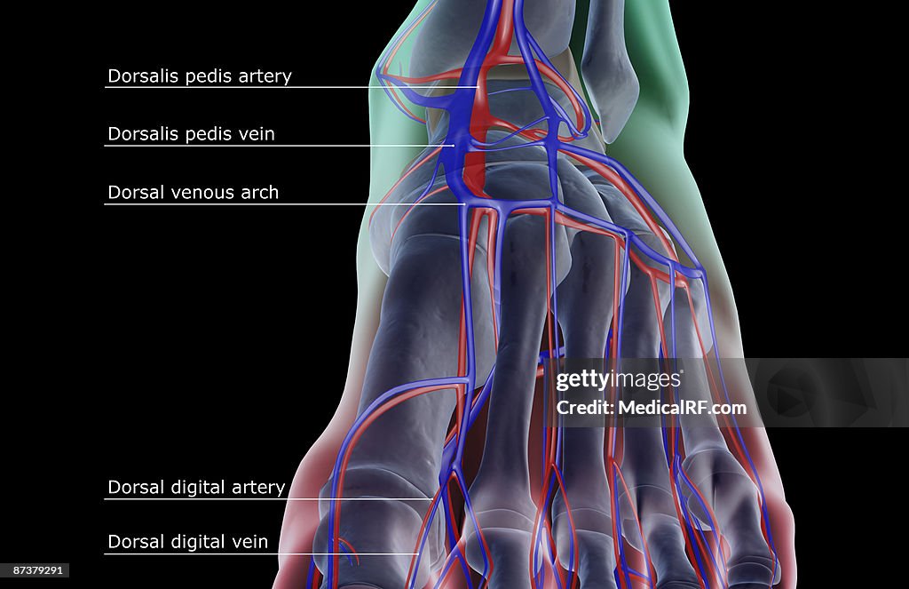 The blood supply of the foot