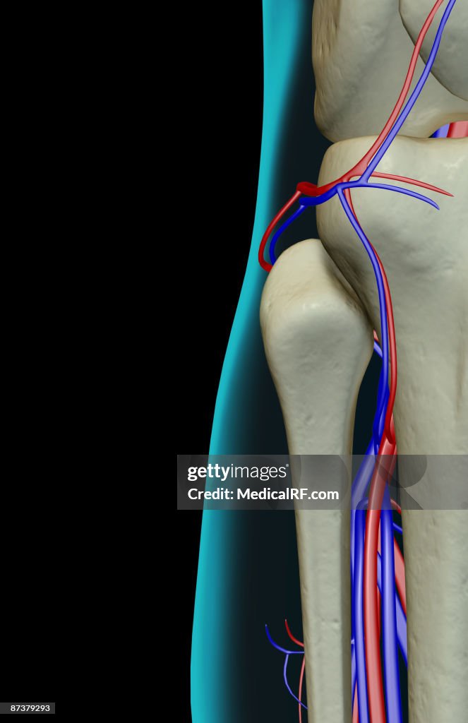 The blood supply of the knee