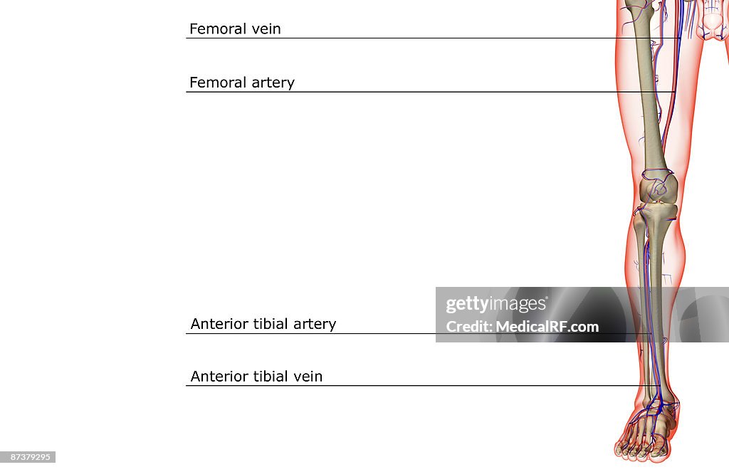 The blood supply of the lower limb