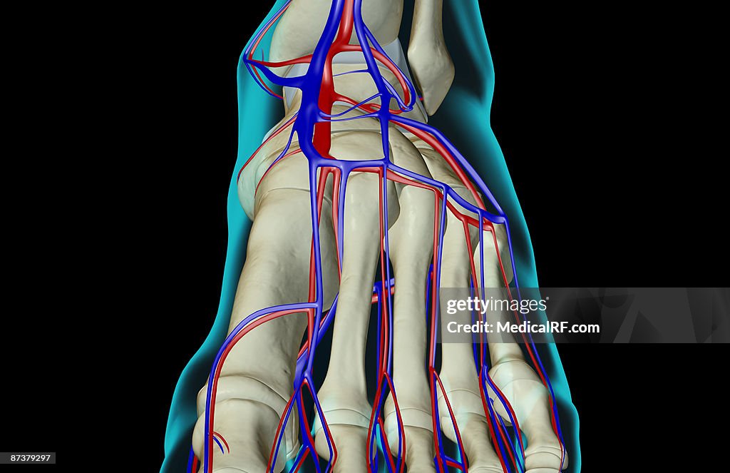 The blood supply of the foot