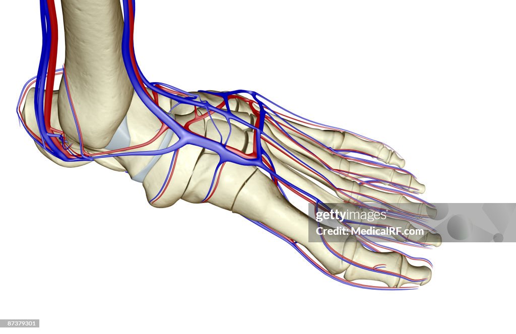 The blood supply of the foot