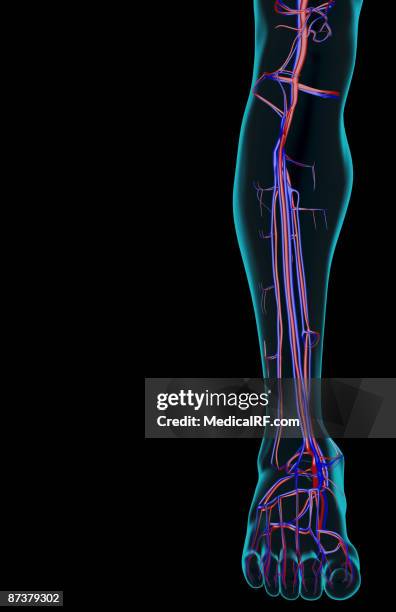 the blood supply of the leg - dorsal venous arch stock illustrations
