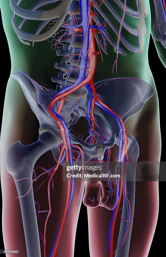 The blood supply of the pelvis