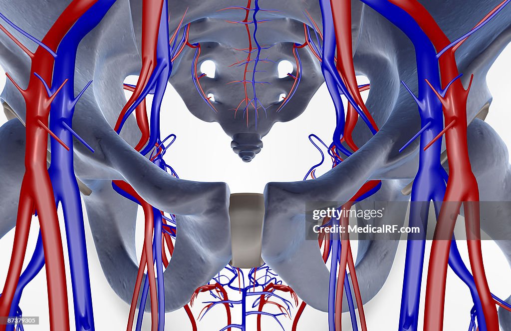 The blood supply of the pelvis