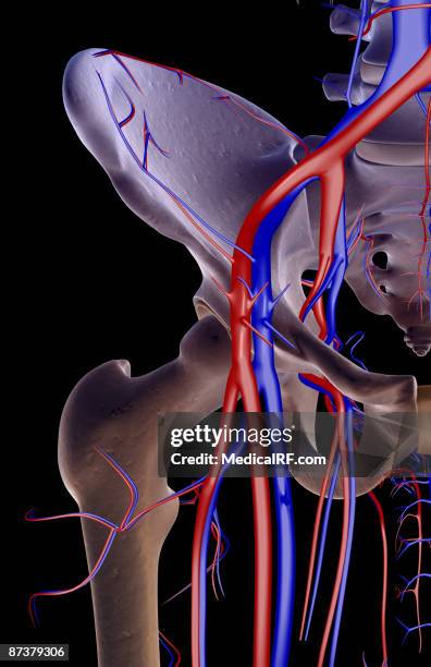 stockillustraties, clipart, cartoons en iconen met the blood supply of the hip - external iliac vein