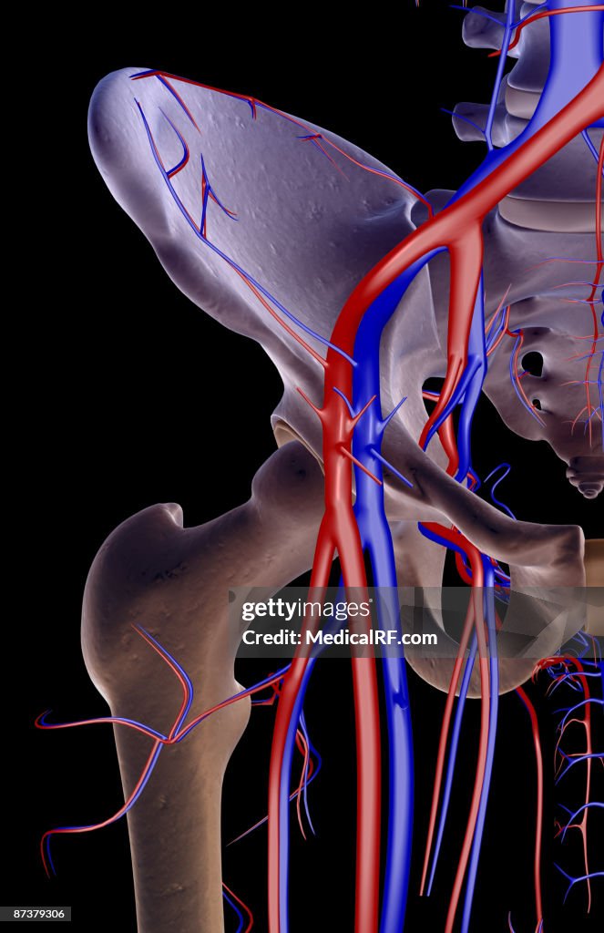 The blood supply of the hip