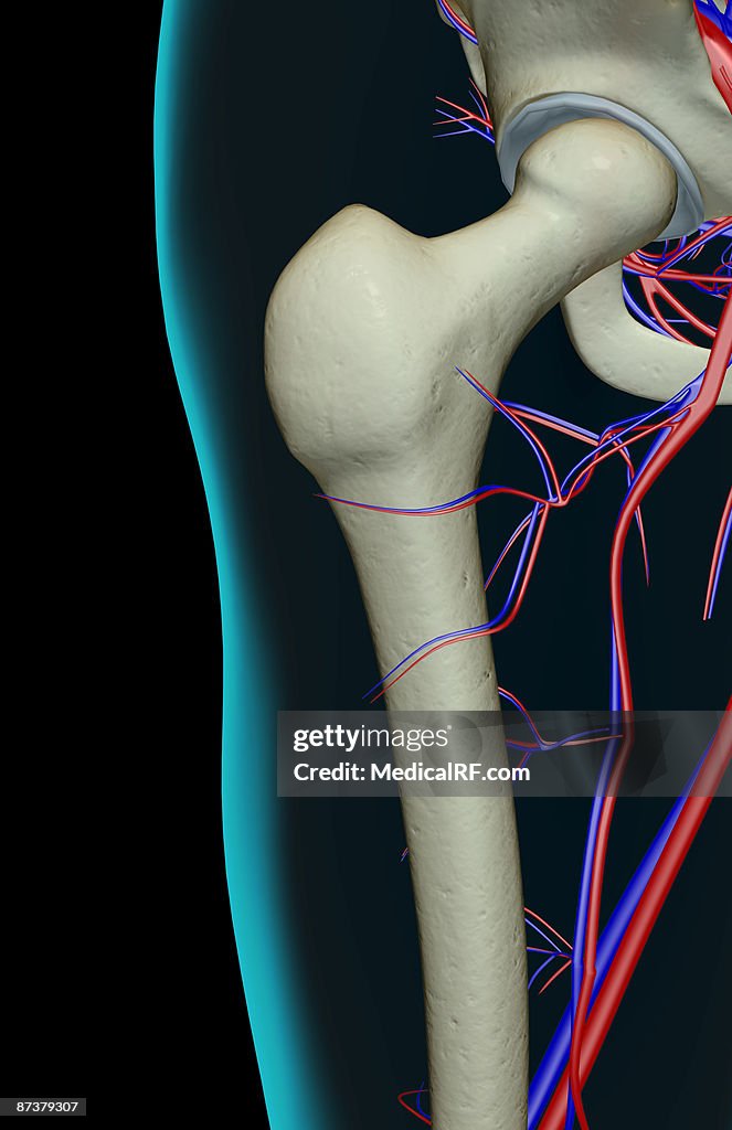 The blood supply of the hip