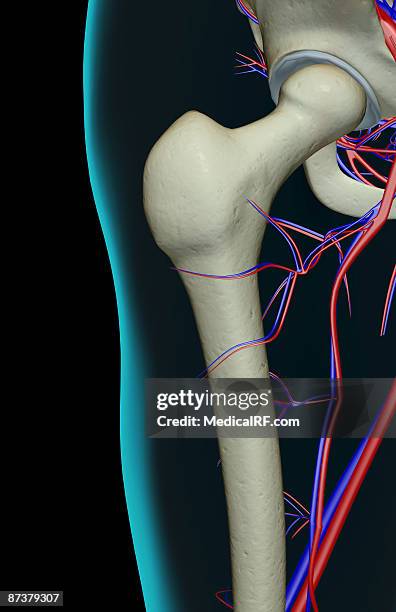 stockillustraties, clipart, cartoons en iconen met the blood supply of the hip - external iliac vein