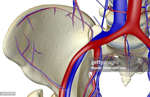 stockillustraties, clipart, cartoons en iconen met the blood supply of the hip - external iliac vein