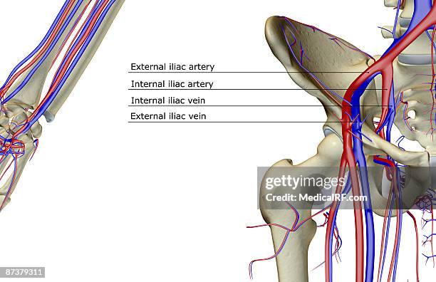 stockillustraties, clipart, cartoons en iconen met the blood supply of the hip - external iliac vein