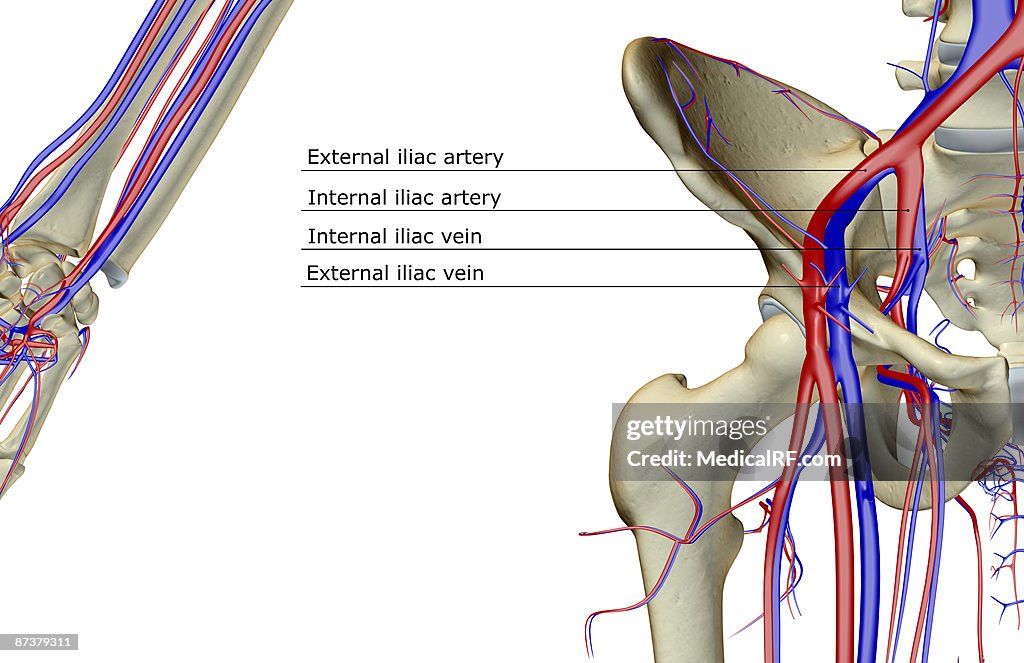 iliac artery and vein