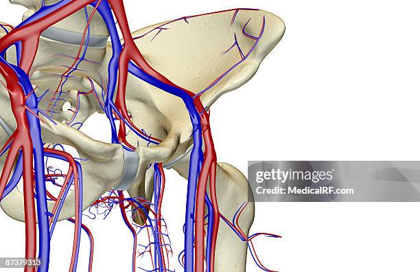 stockillustraties, clipart, cartoons en iconen met the blood supply of the hip - external iliac vein