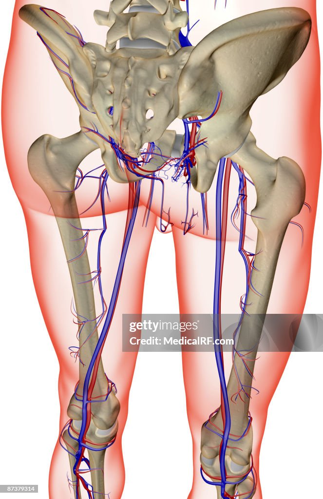 The blood supply of the lower limb