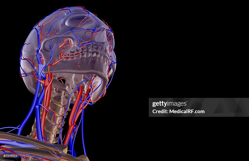 The blood supply of the head and neck