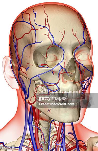 stockillustraties, clipart, cartoons en iconen met the blood supply of the head and neck - nekader