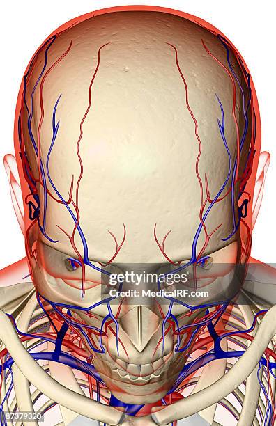 stockillustraties, clipart, cartoons en iconen met the blood supply of the head and face - anterior facial vein
