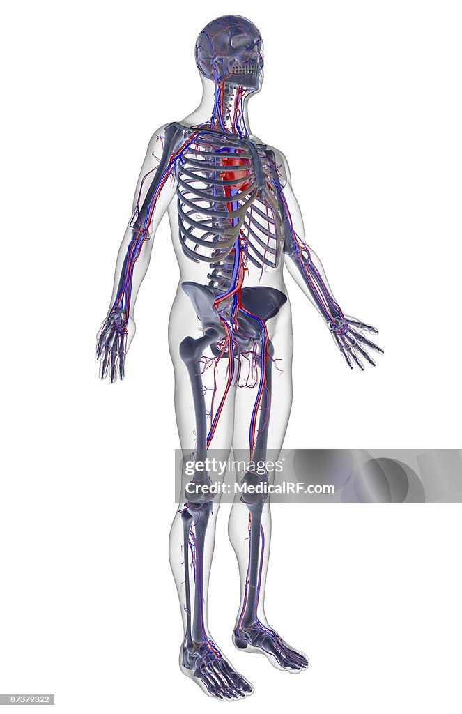 The vascular system