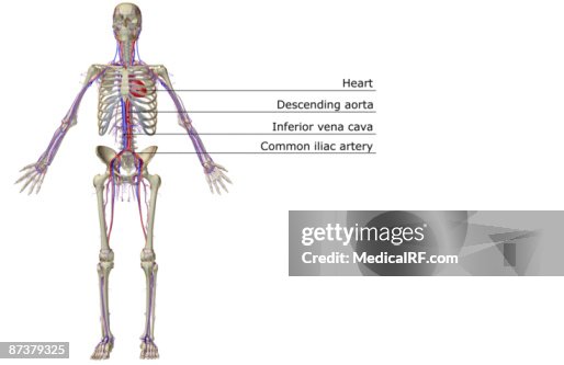 The vascular system The vascular system