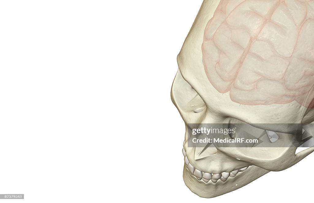 The brain