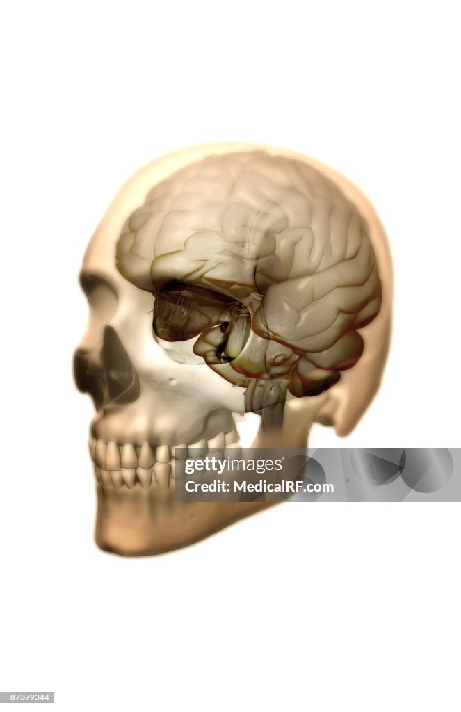 The brain