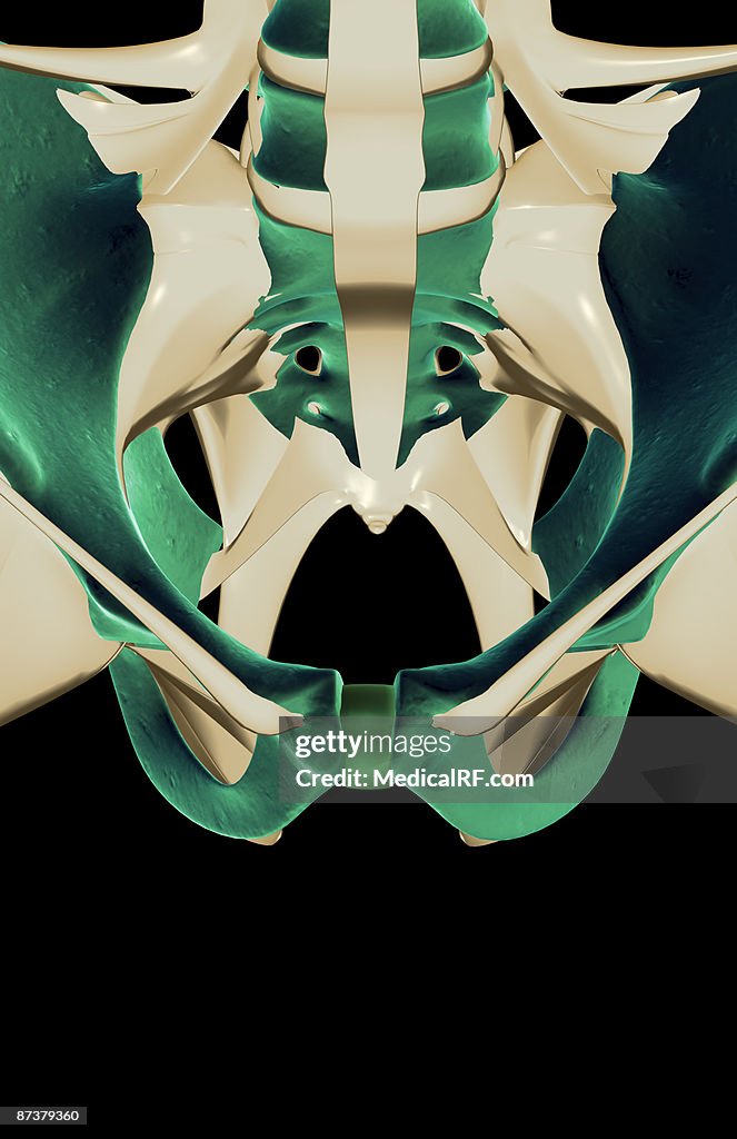 The ligaments of the pelvis