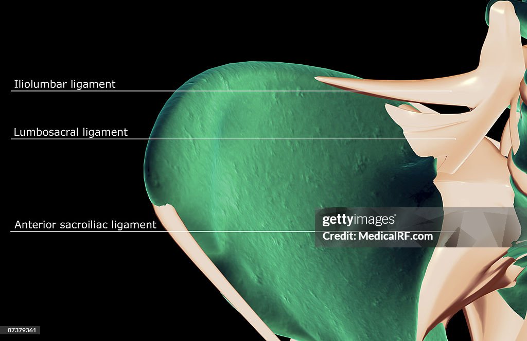 The ligaments of the hip