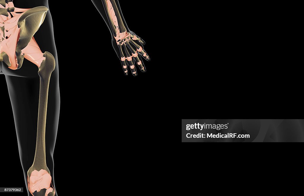 The ligaments of the hip