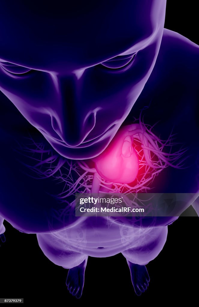 The blood vessels of the upper body
