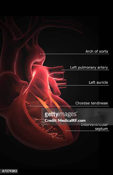 illustrations, cliparts, dessins animés et icônes de sectional anatomy of the heart - valvule mitrale